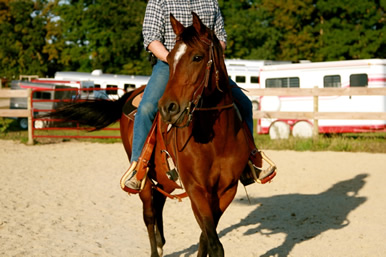Dakota Stables horse