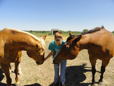 friendly horses at Dakota Stables