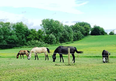 Dakota Stables Horse Pastures